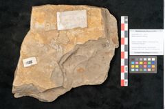 Foto (Objekt + Etikett) von Walchia piniformis Sternbg. (NHMW-GEO-2024-0188-11127)